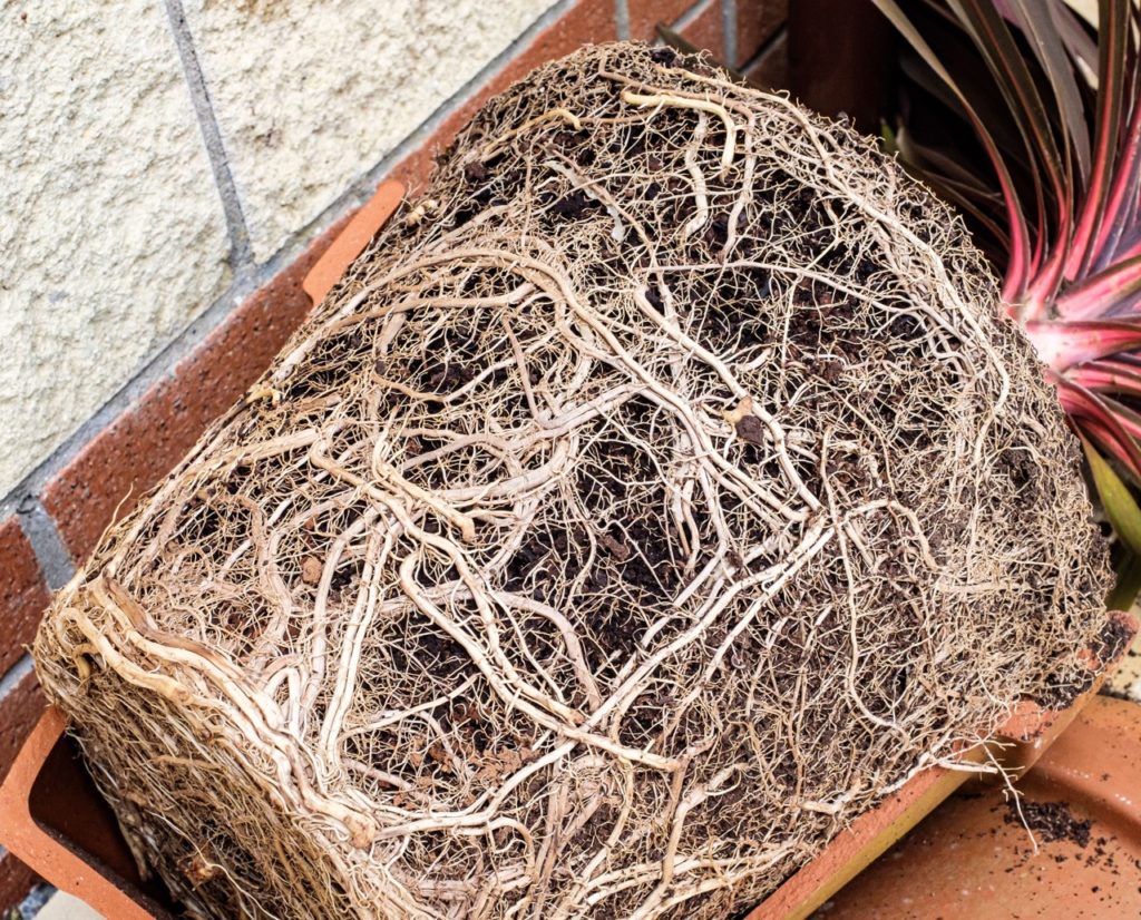 a pot-bound purple-leaved cordyline that has been removed from its pot