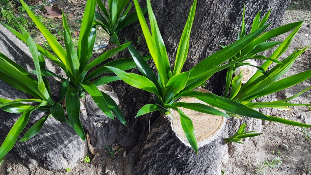 the sawn trunk of a cordyline tree that has suckers growing anew