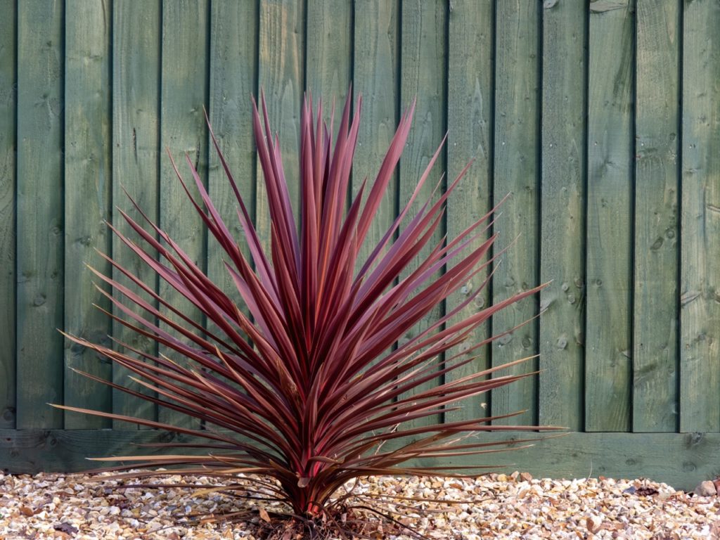 purple-leaved cabbage palm growing from ground mulched with stones in front of a green fence