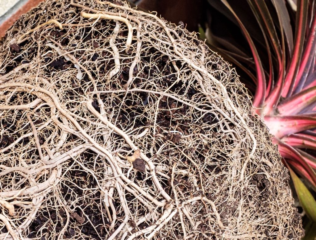 close-up of the white pot-bound roots of a purple-leaved cabbage palm