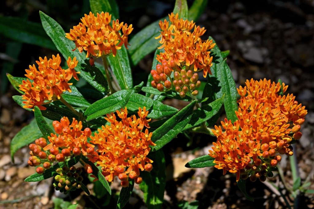 butterfly weed plant with clusters of orange-yellow flowers and waxy dark green leaves