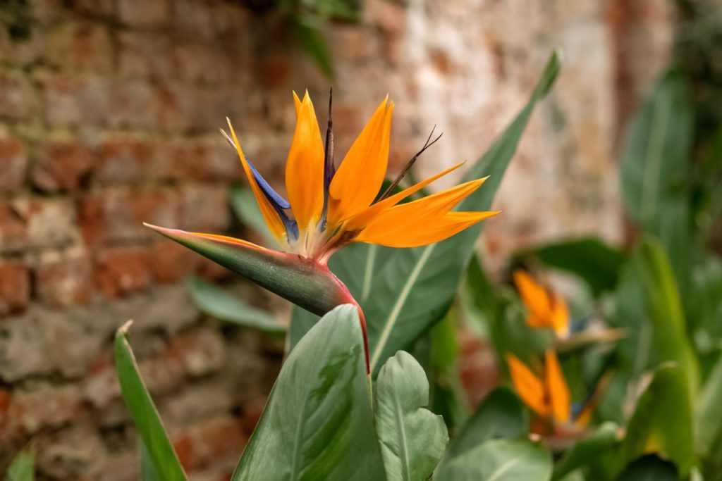orange and blue flower head from a bird of paradise plant that resembles a birds head