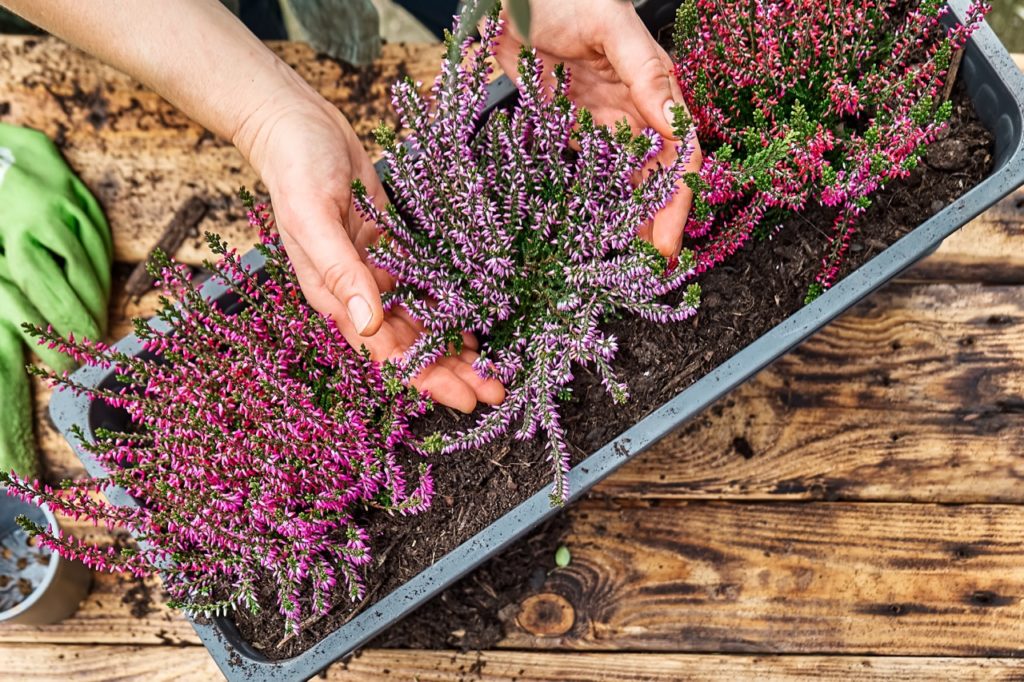 hands showcasing a pink flowering heather in between two other erica plants in a long rectangular container