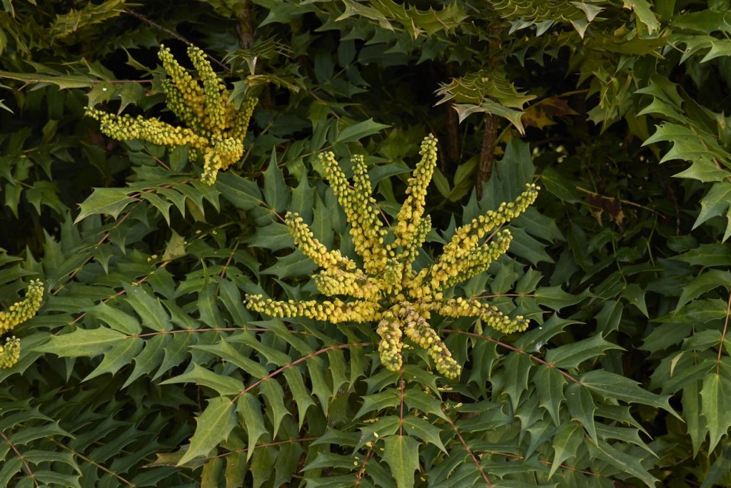 mahonia shrubs with yellow shrubs and green spiky leaves growing outdoors
