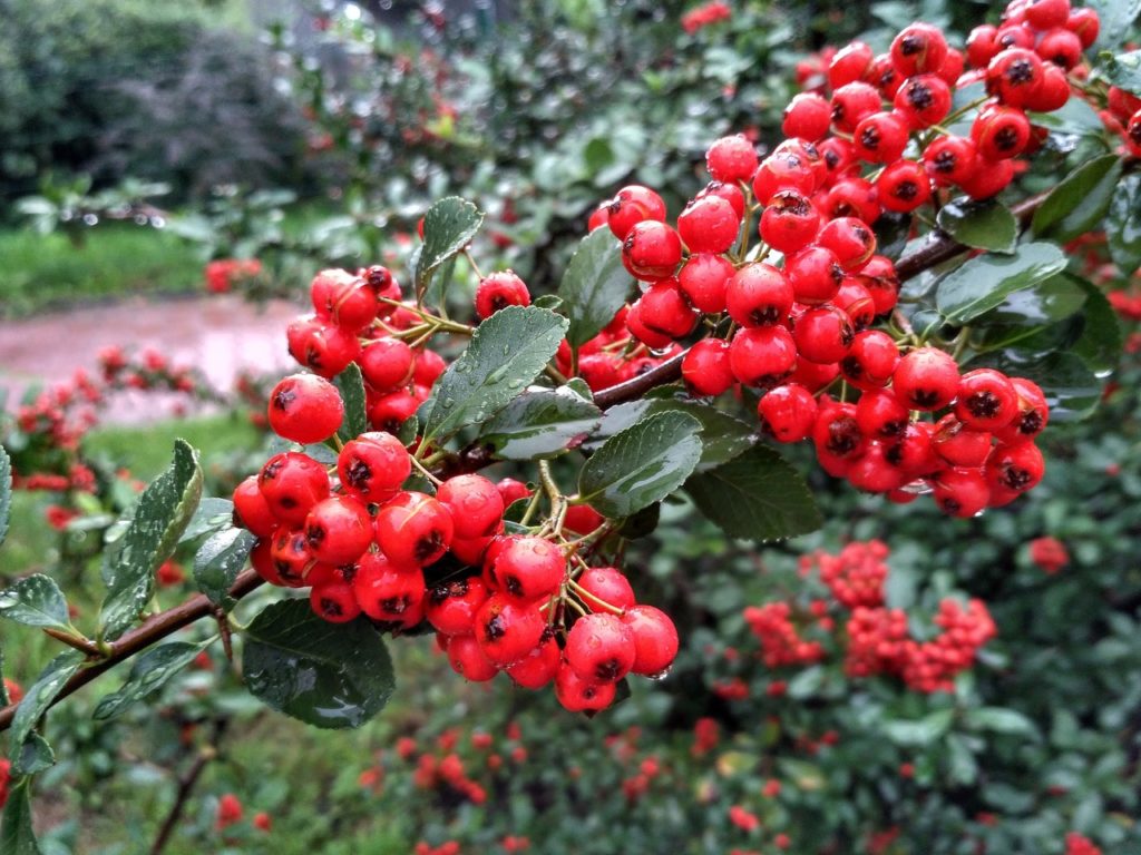 red berries of a pyracantha shrub with dark green leaves that are covered in water droplets