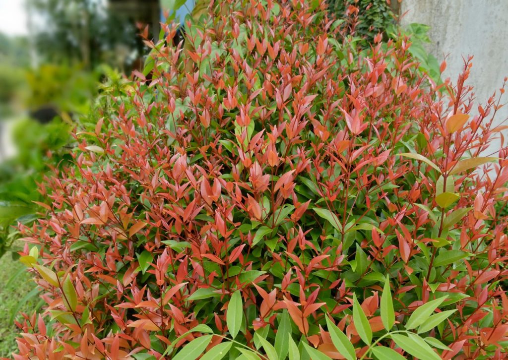 bushy red and green leaved nandina domestica shrub growing in front of a wall