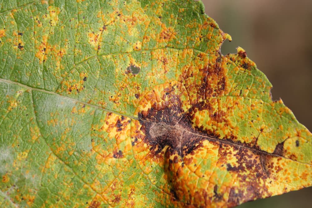 brown and orange fungal discolouring on the leaf of a willow