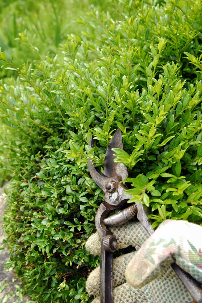 steel secateurs being used to trim the foliage of boxleaf honeysuckle