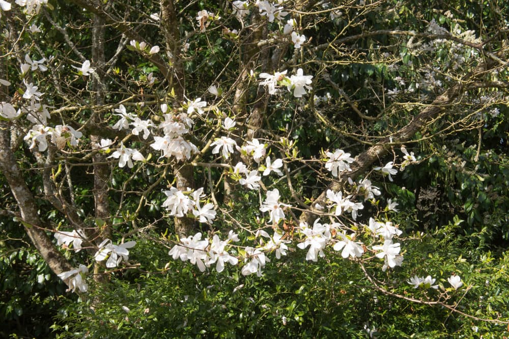 white flowers of magnolia salicifolia with thick brown branches