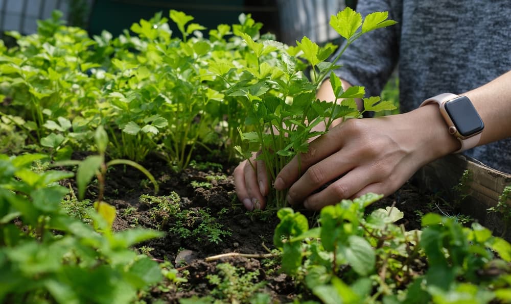 gardener picking leaves of Apium graveolens plant growing in raised beds