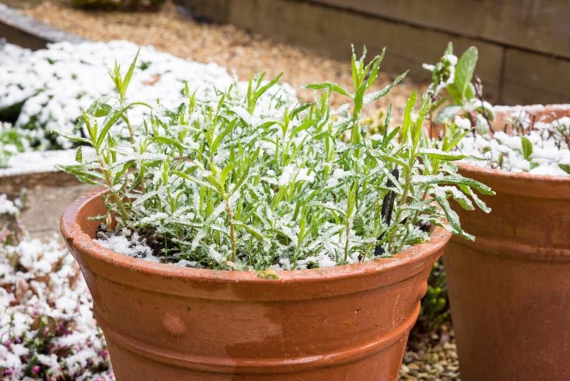 How To Grow Tarragon Plants Horticulture.co.uk