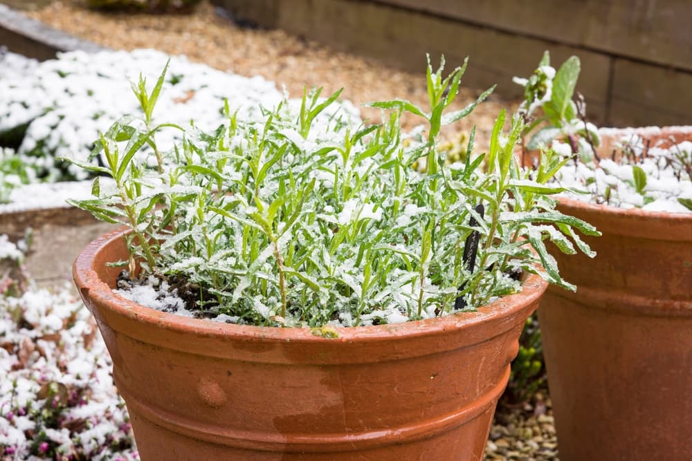 pot growing artemisia dracunculus covered in a dusting of snow in winter