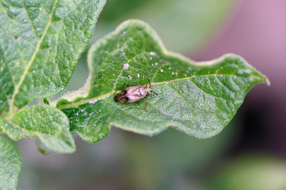 brown capsid bug shown in the green leaf of a plant