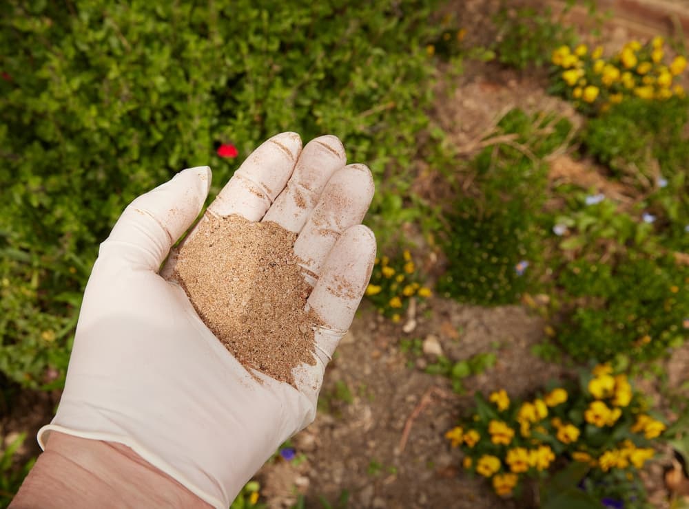 gloved hand holding powdered fish blood bone meal fertiliser outdoors