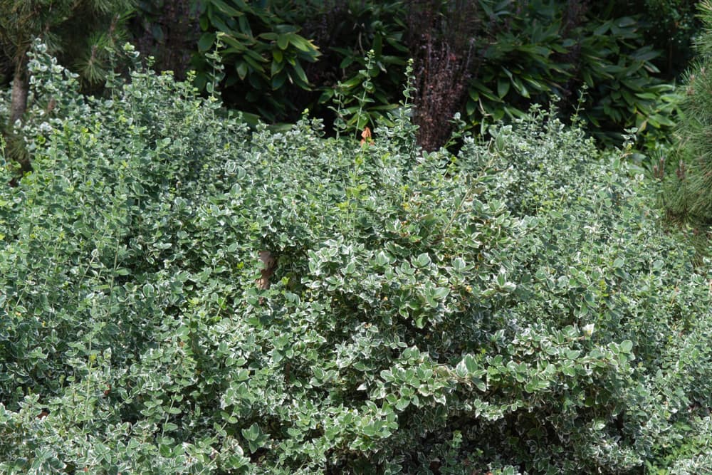 Emerald Gaiety shrubs being grown as hedging