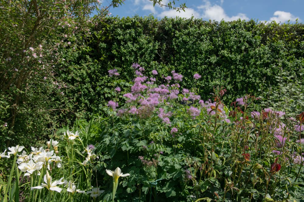 meadow rue plant growing in a perennial border with a large hedge in the background