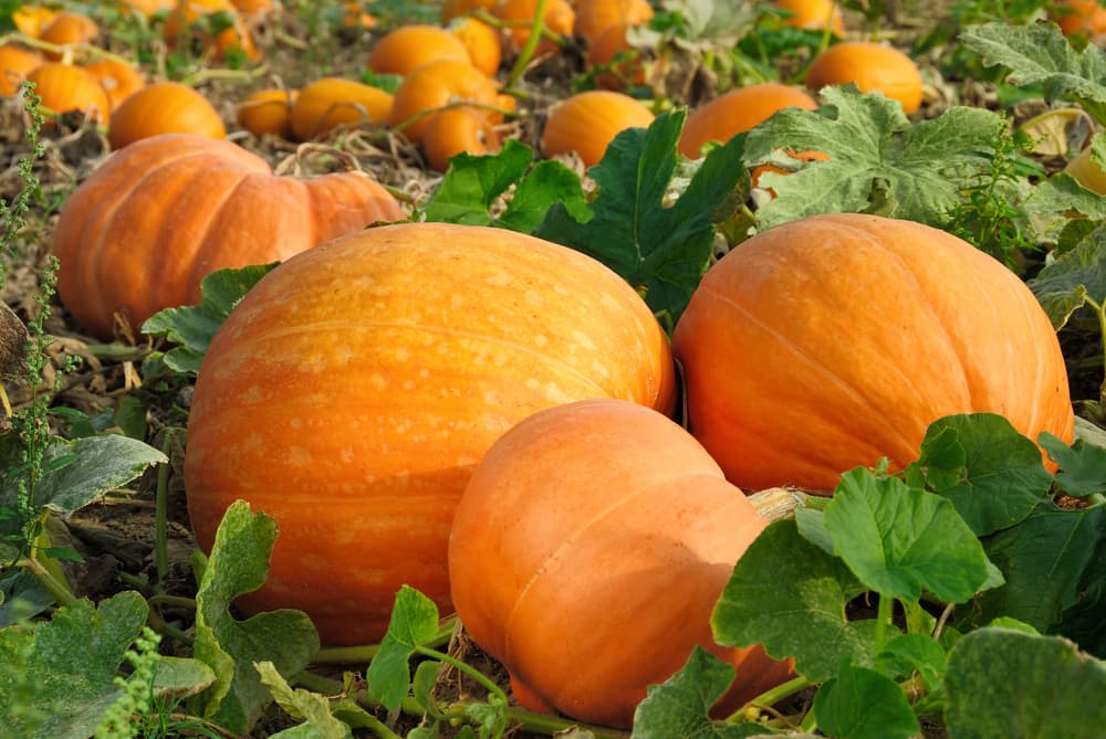 large pumpkin fruits in a field ready to be harvested
