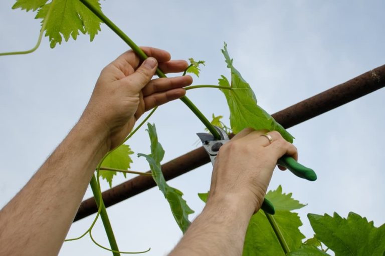 How To Grow Passiflora 'Passion Flower' Horticulture.co.uk