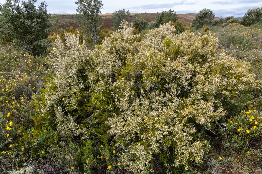 white flowering tree heather shrubs growing in an open meadow