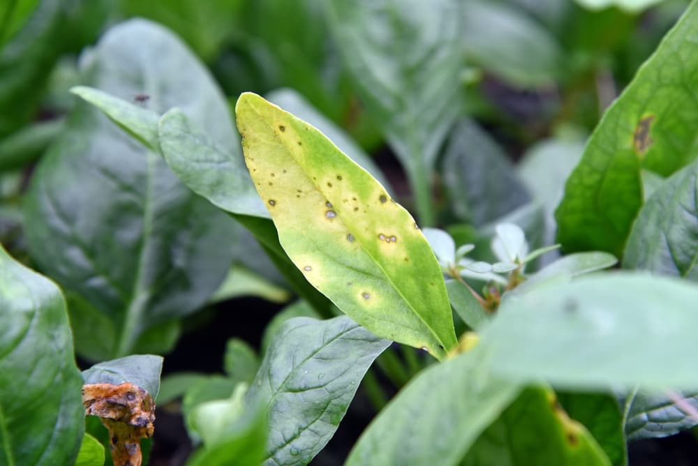 foliage of a plant affected by leaf spot