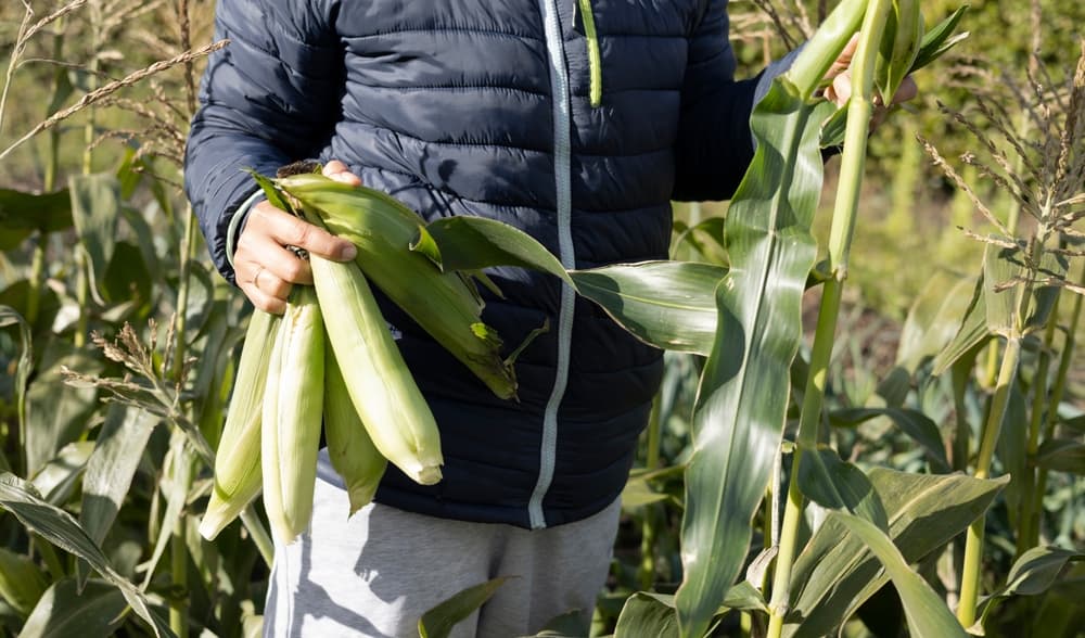 gardener holding freshly harvested cobs of corn which need desheathing