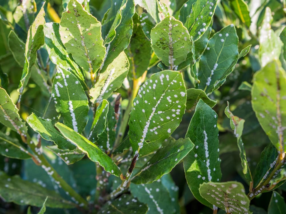 white scale insects shown on the leaves of bay growing outside in the sun