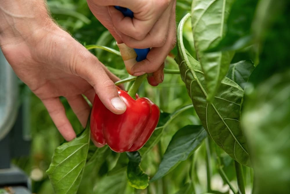 gardener harvesting a ripe red pepper from the branches of a plant