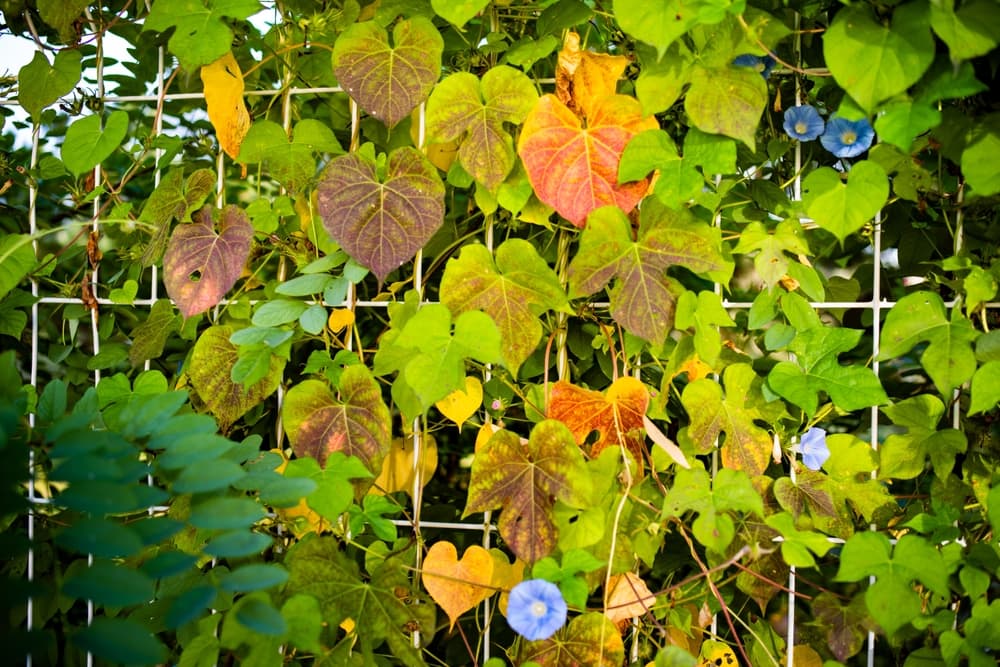 morning glory plant growing up a large metal trellis with scattered light blue flowers