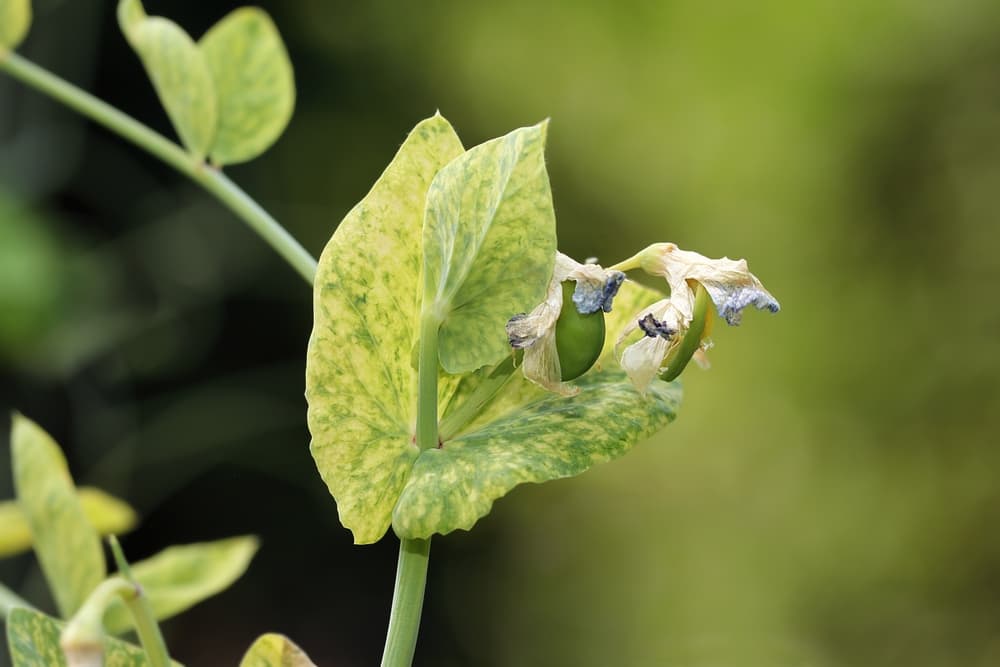 wilting and yellowing foliage of Pisum sativum affected by Mosaic virus