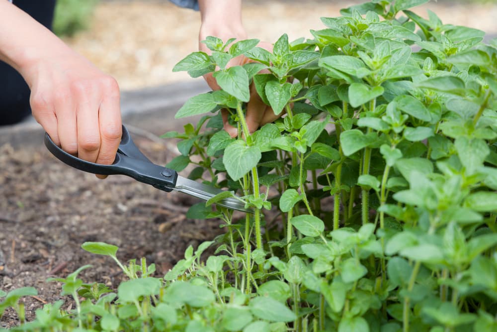 gardener using scissors to take cuttings from a bed of oregano