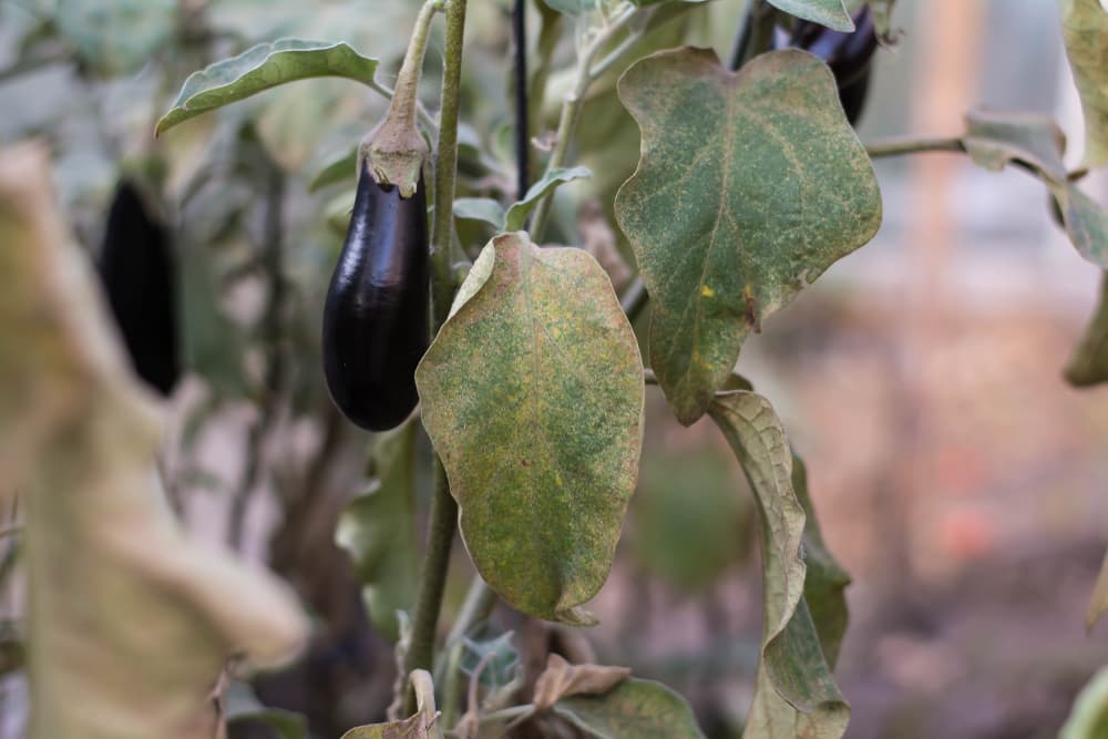 spider mite infestation on an aubergine plant with wilted and discoloured leaves