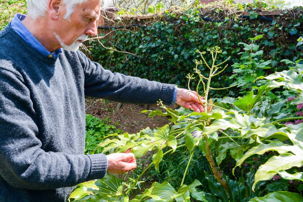 elderly man checking the condition of a fig leaf plant