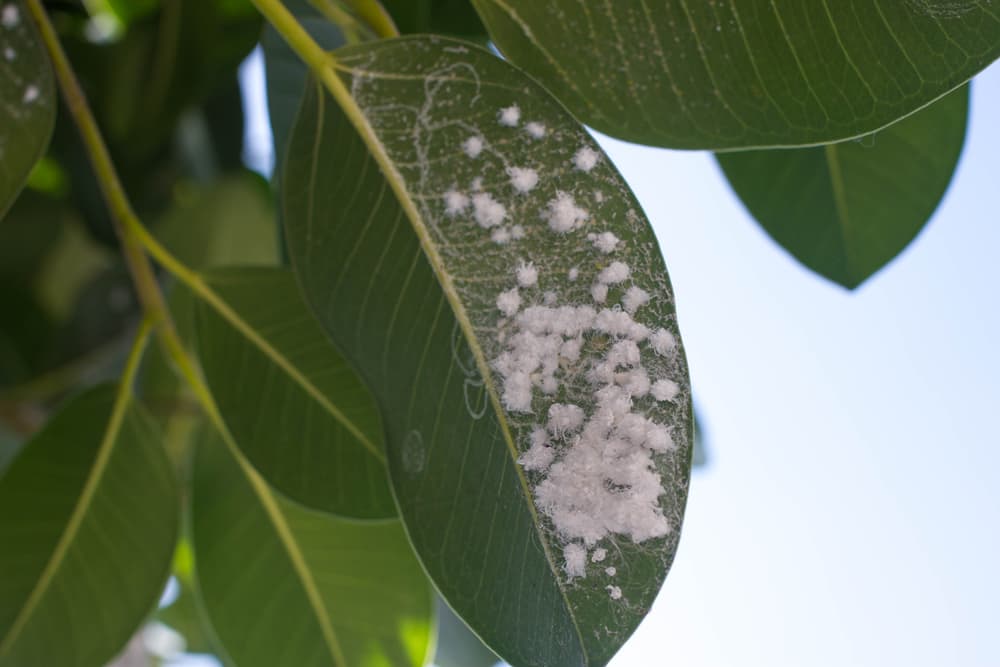 white mealybug infestation on the underside of a rubber tree leaf