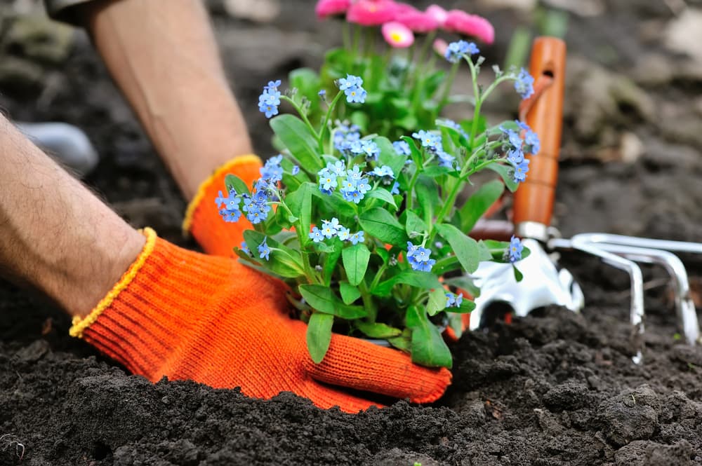 gloved gardener planting out forget-me-nots in a garden bed