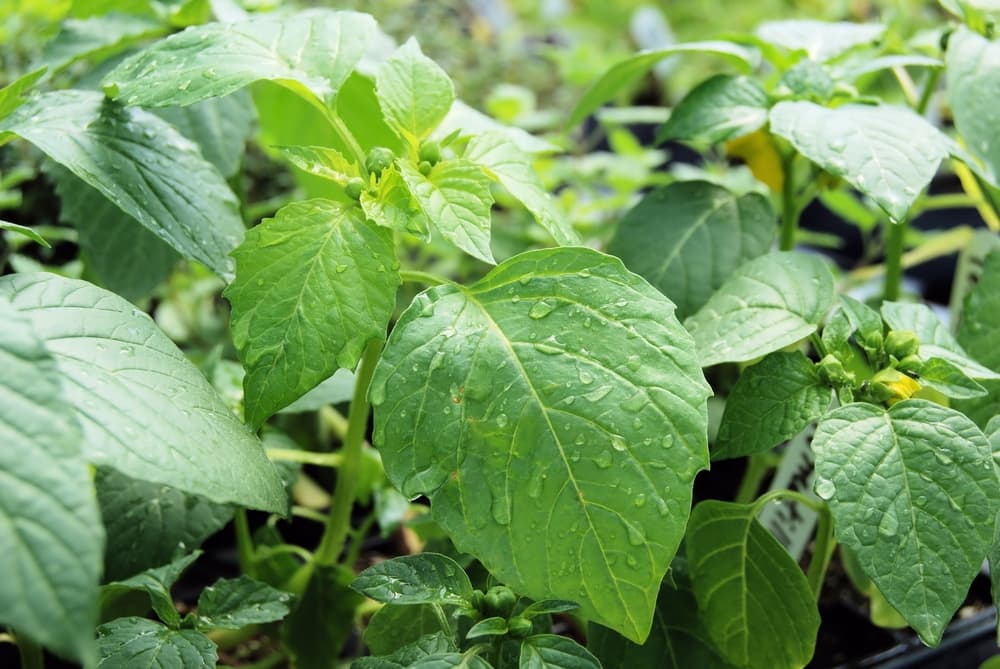 leaves of Physalis ixocarpa covered in droplets of water