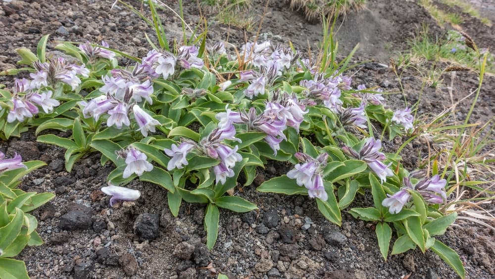 alpine Penstemon frutescens in flower on a hillside