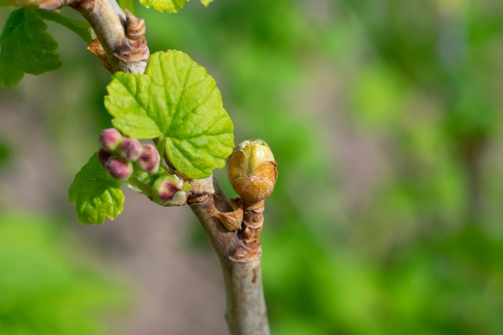 swollen buds of Ribes nigrum caused by bud mites