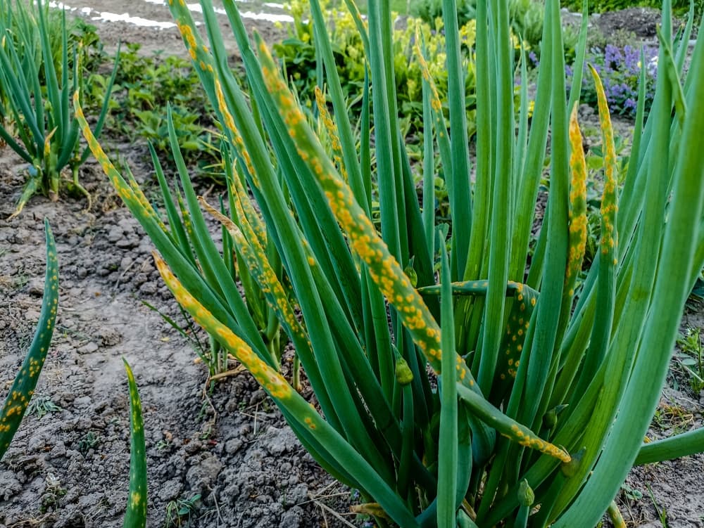 leek rust shown on the leaves of an allium plant