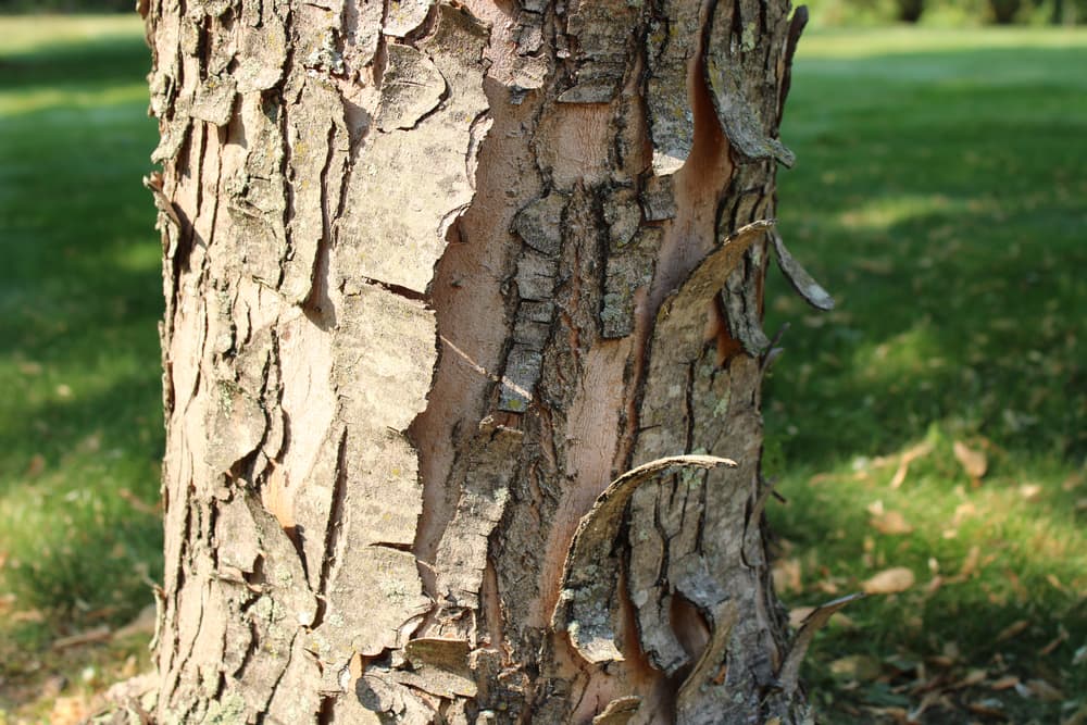 peeling bark of an acer tree