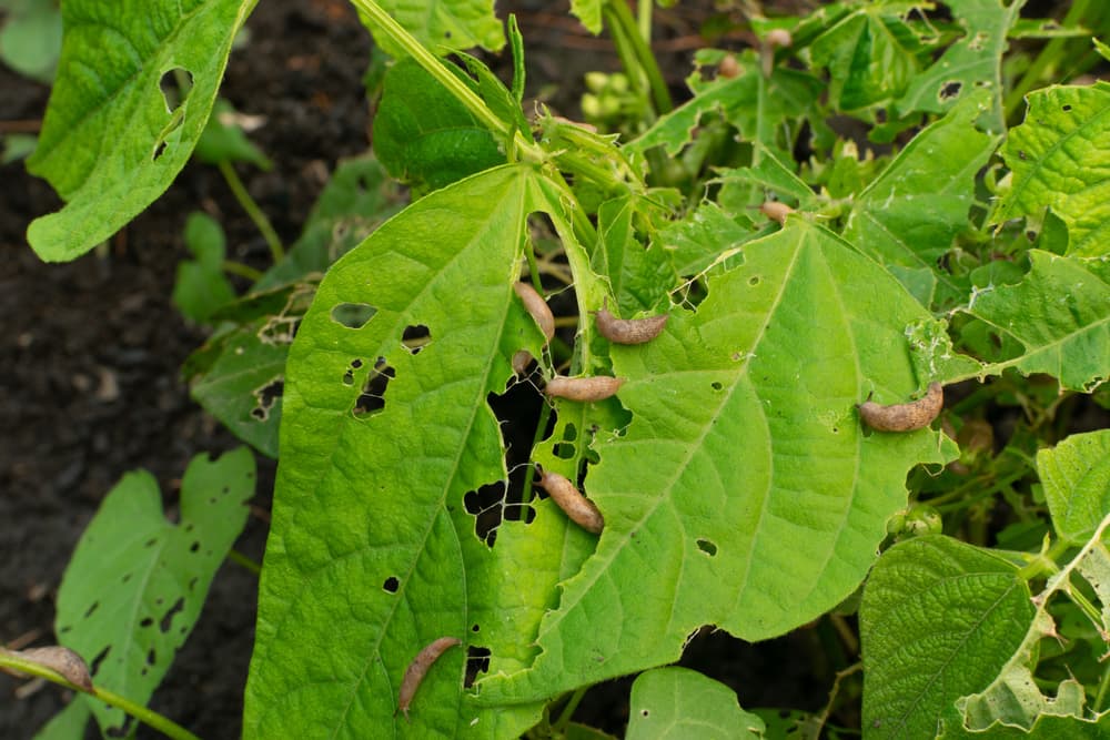 slugs decimating the foliage of a plant