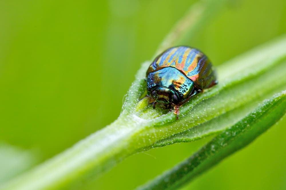 magnified view of a shiny rosemary beetle on the leaves of a plant