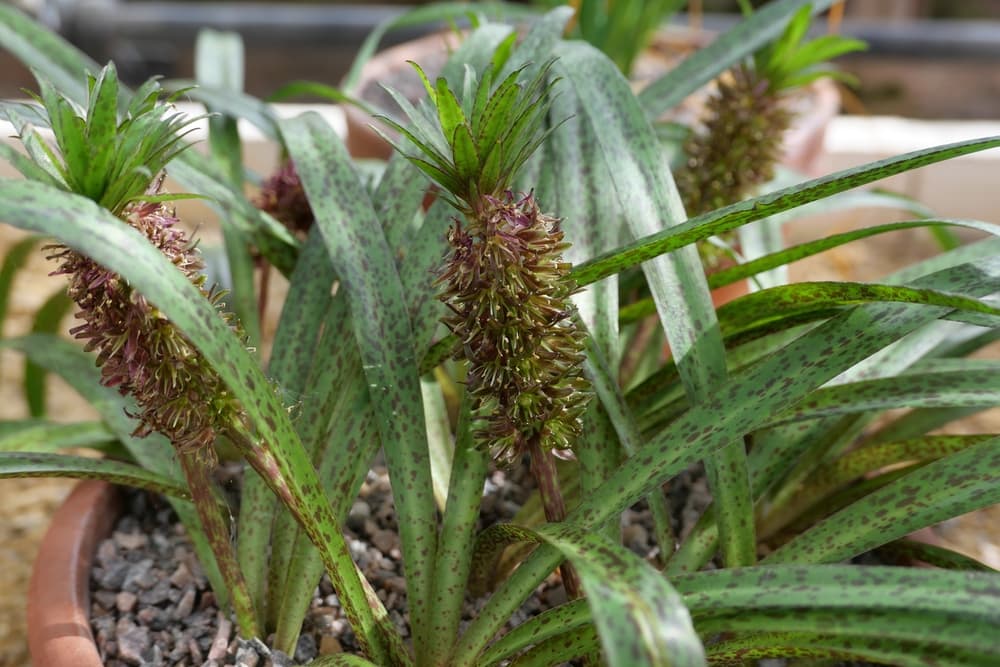 red and green dotted foliage of pineapple lily plant in a round container