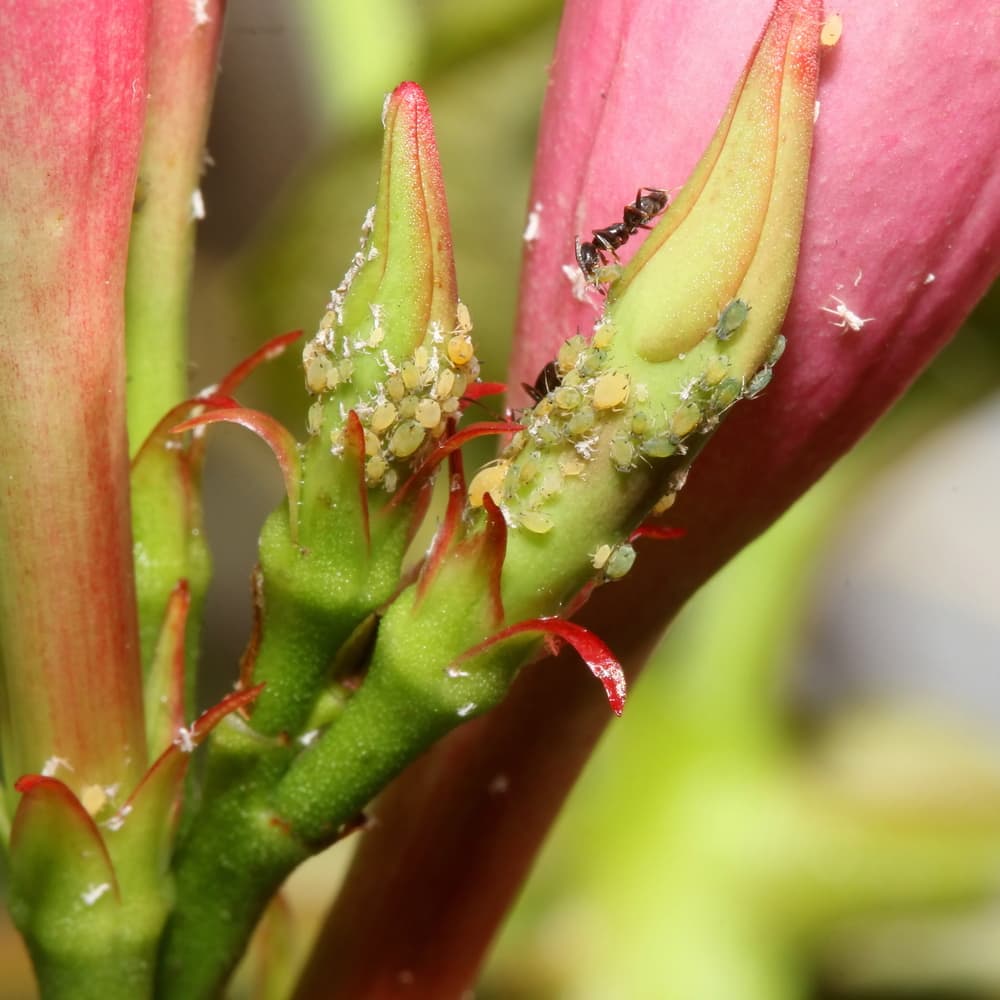 ants farming aphids onto the flowers of a mandevilla plant