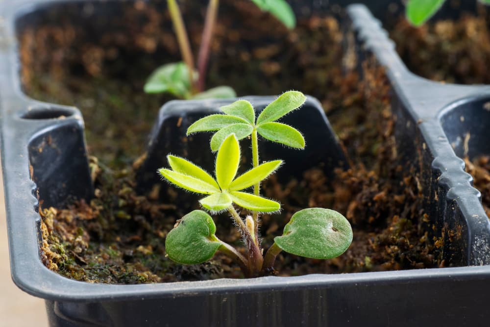 close view of lupine seedling with tiny new green leaves