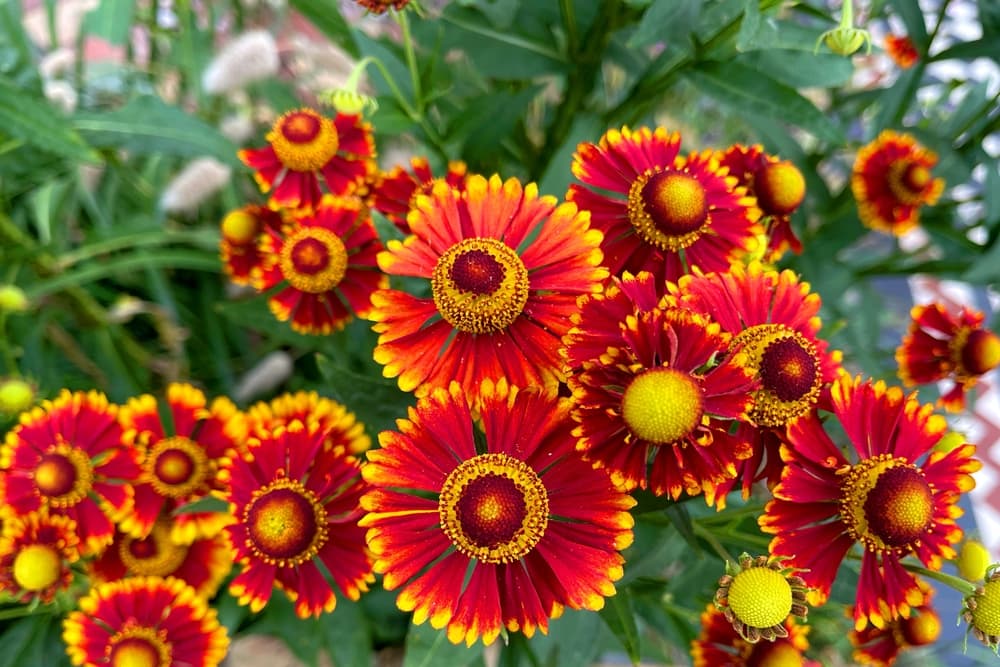 birds eye view of yellow and red Helenium autumnale