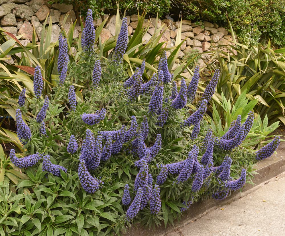 purple flowers of Echium candican growing from a garden border