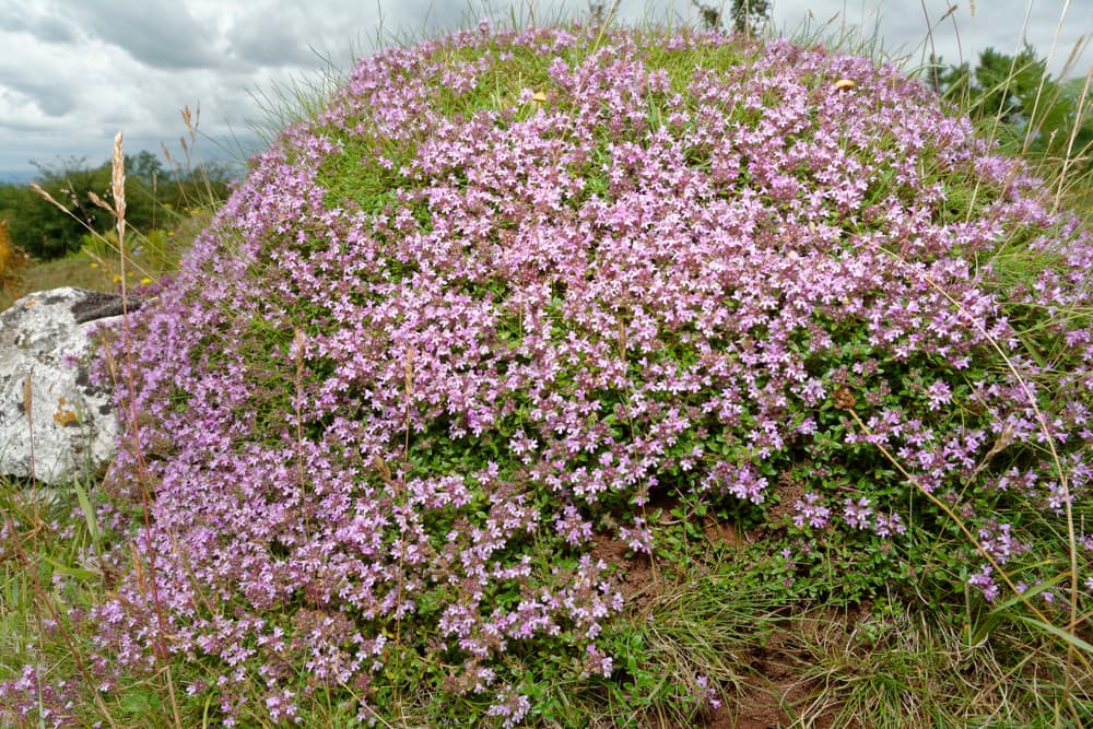 mound of pink-flowering Thymus polytrichus