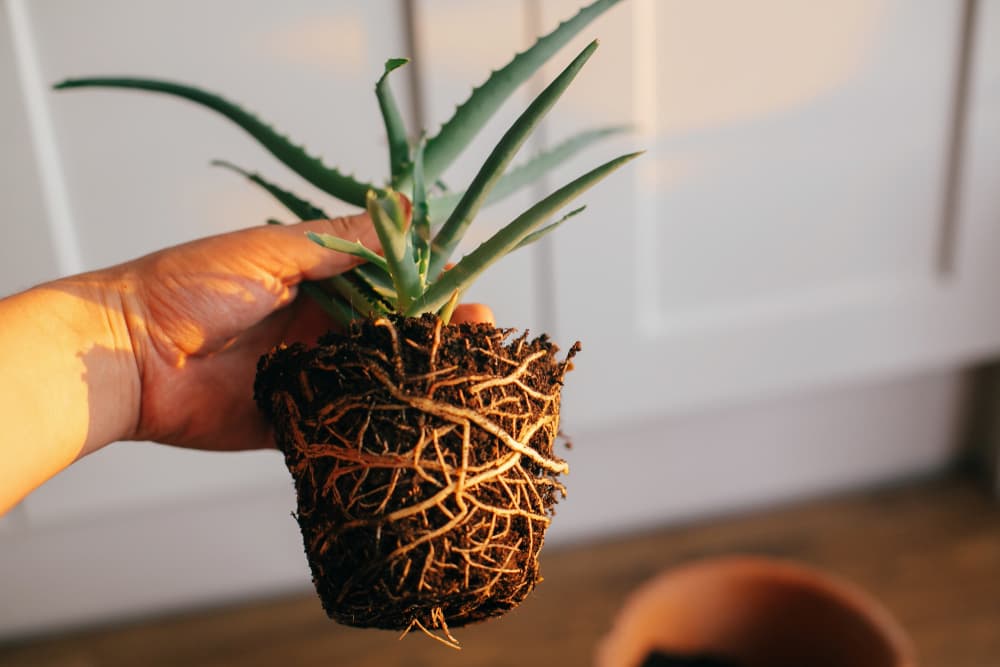 a root bound aloe vera plant removed from its pot