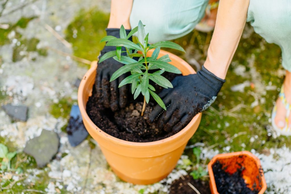 someone wearing gardening gloves to  cover an oleander plant with more growing medium