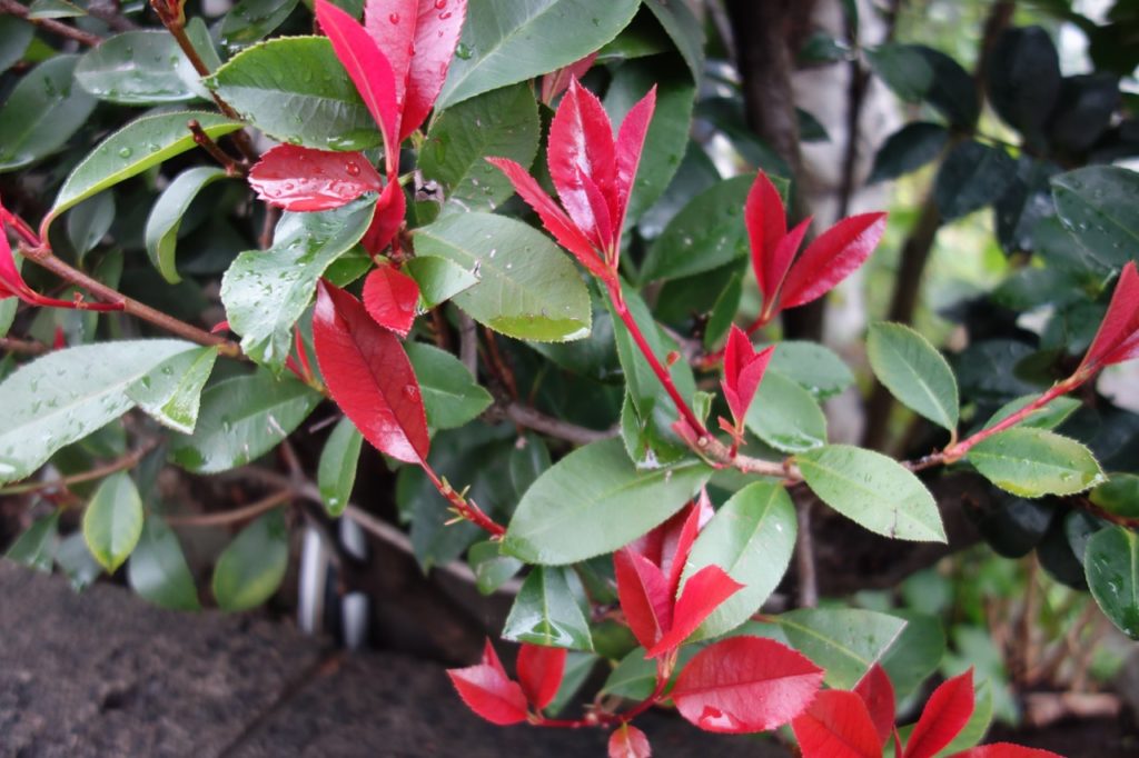 wet green and red leaves of a photinia